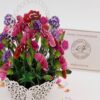 FL155-Highlight-IMG_1315 Blumenkorb-mix-FL155